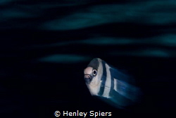 Humbug Damselfish by Henley Spiers 